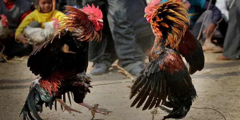 Luật đá gà online Chiến thuật áp dụng luật đá gà online