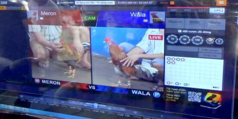 Giới thiệu về cách đá gà qua mạng