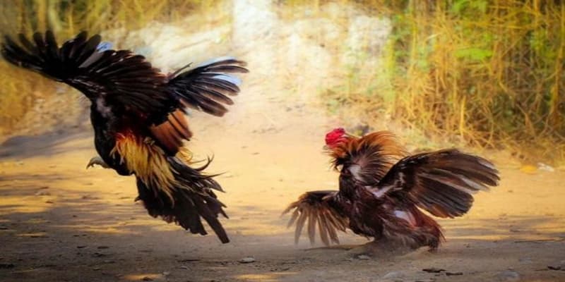 Cách đá gà qua mạng và chiến thuật chuyên nghiệp