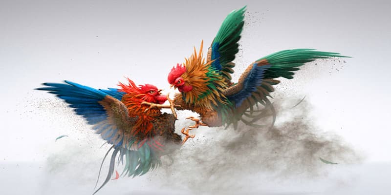 đá gà i9bet Kinh nghiệm chơi đá gà i9bet hiệu quả